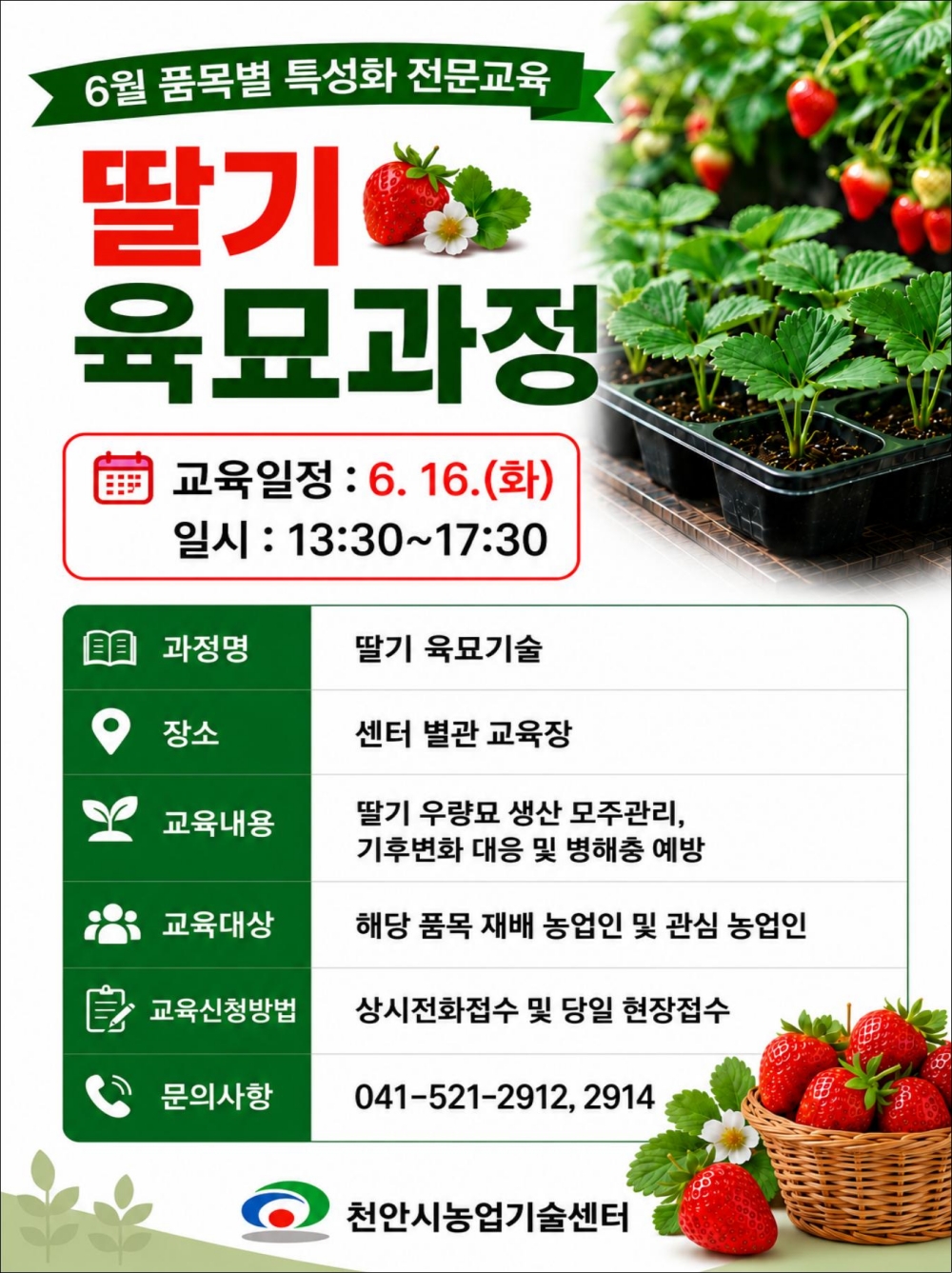 천안시, ‘딸기 육묘 재배과정’ 교육생 모집