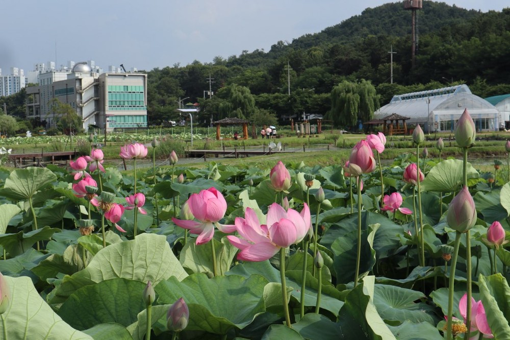 시흥 연꽃테마파크, 형형색색 연꽃 만개… 여름 대표 명소 인기